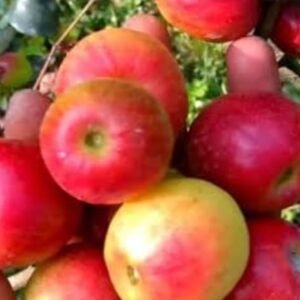 Ball Sundari Apple Ber