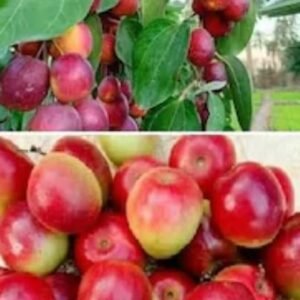 The Miss India Apple Ber