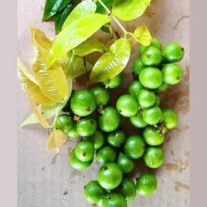Cristal Green Jaboticaba