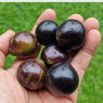 Jaboticaba Grimal