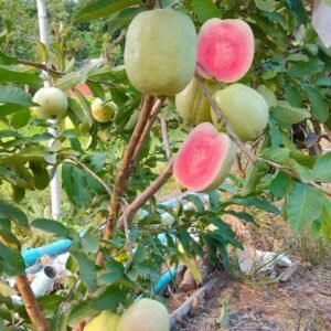 Red Daimand Seedless