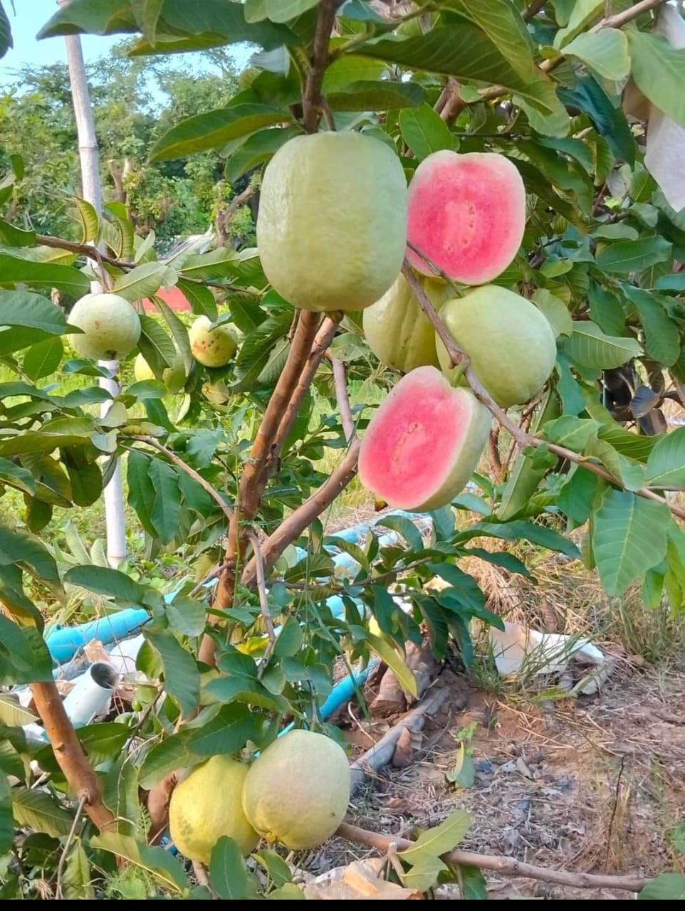 Red Daimand Seedless