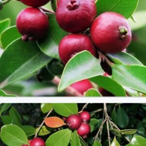 Red Strawberry Guava