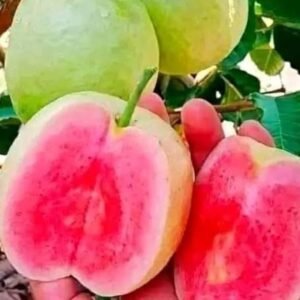 Red King Guava
