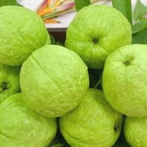 Taiwan Pink Guava