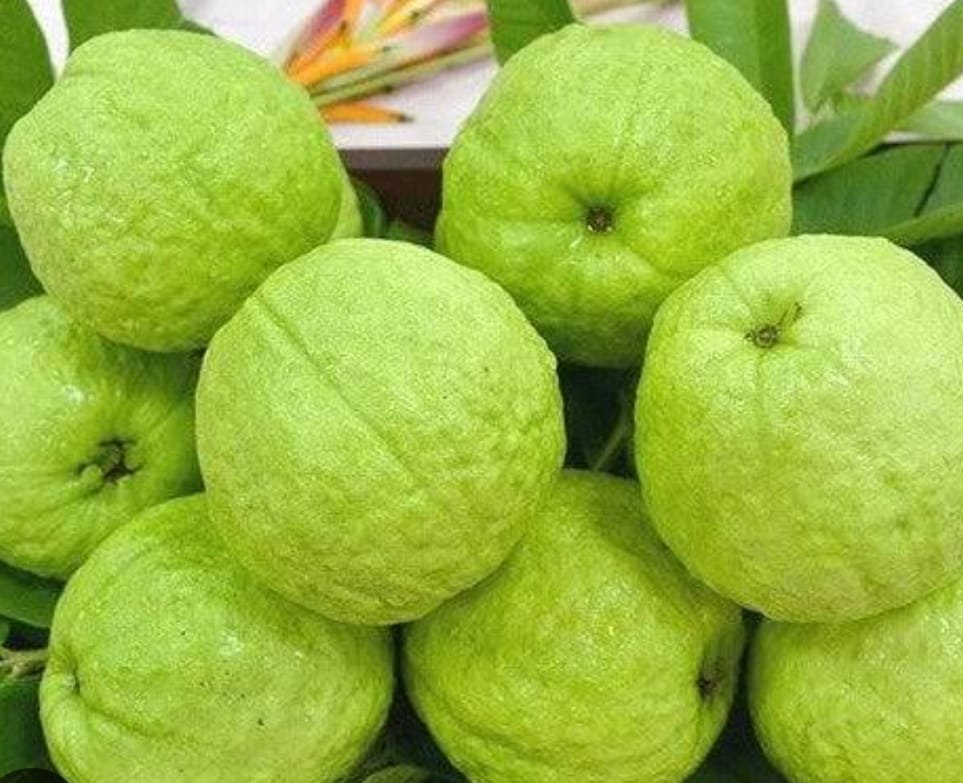 Taiwan Pink Guava