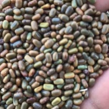 Dhaincha Seeds